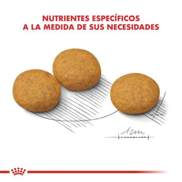 Royal Canin Medium Dermacomfort - Imagen 2