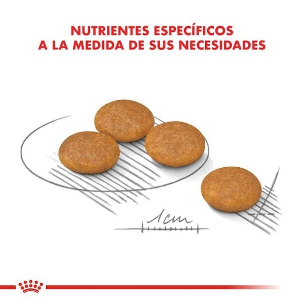 Royal Canin Mini Dermacomfort - Imagen 2